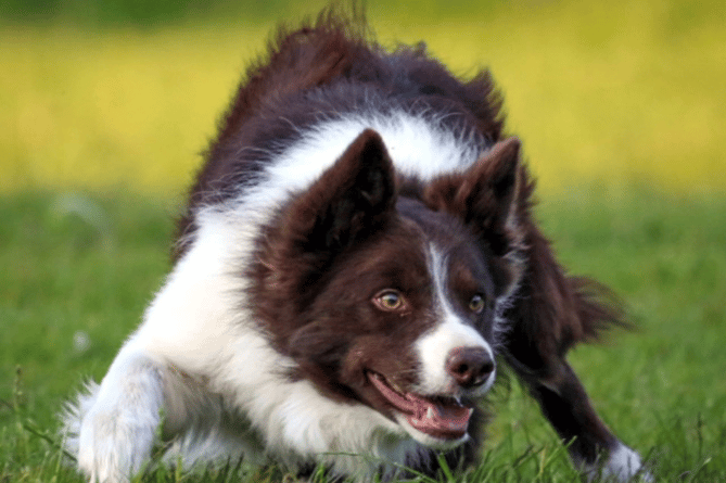 Red top best sale border collies